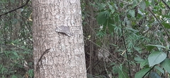 Hamadryas feronia