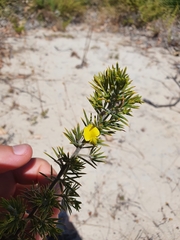 Gompholobium aristatum