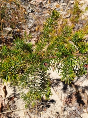 Gompholobium aristatum