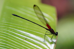 Hetaerina fuscoguttata