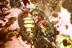 Onithochiton quercinus