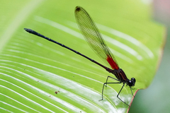 Hetaerina fuscoguttata