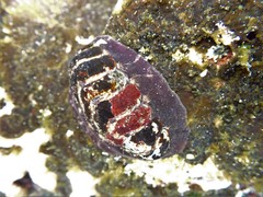 Onithochiton quercinus