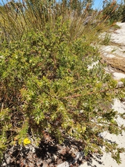 Gompholobium aristatum