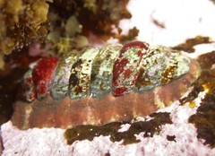 Onithochiton quercinus