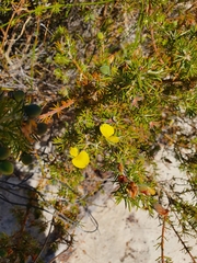 Gompholobium aristatum