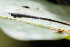 Hetaerina fuscoguttata