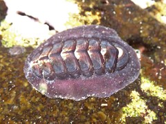 Onithochiton quercinus