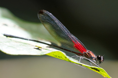 Hetaerina fuscoguttata