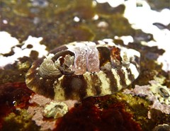 Onithochiton quercinus