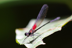 Hetaerina fuscoguttata