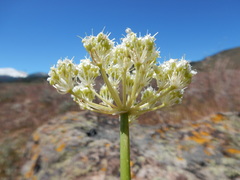 Perideridia bolanderi