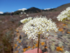 Perideridia bolanderi