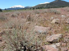 Perideridia bolanderi