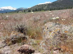 Perideridia bolanderi