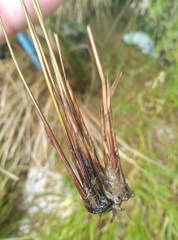Juncus filicaulis