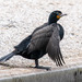 Farallon Cormorant - Photo (c) Andrew Newmark, some rights reserved (CC BY-NC), uploaded by Andrew Newmark