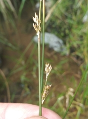 Juncus filicaulis