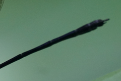 Hetaerina fuscoguttata