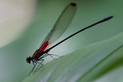 Hetaerina fuscoguttata