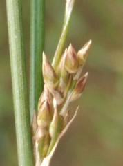 Juncus filicaulis