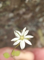 Stellaria decipiens