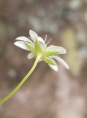 Stellaria decipiens