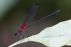 Hetaerina fuscoguttata