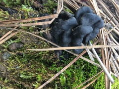 Gyromitra esculenta