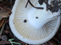 Hygrophorus ponderatus