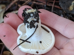 Hygrophorus ponderatus