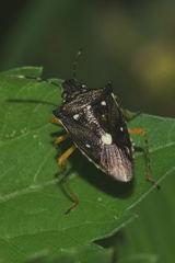 Mormidea notulata