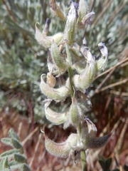 Astragalus andersonii