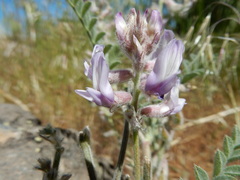 Astragalus andersonii