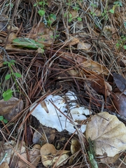 Hygrophorus ponderatus