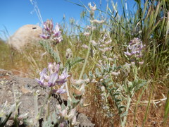 Astragalus andersonii