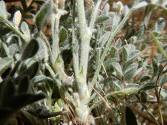 Astragalus andersonii