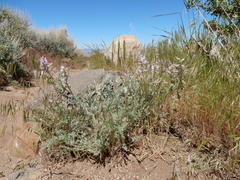 Astragalus andersonii