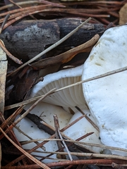 Hygrophorus ponderatus