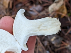 Hygrophorus ponderatus