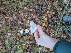 Hygrophorus ponderatus