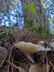 Hygrophorus ponderatus