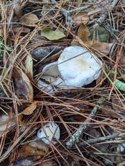 Hygrophorus ponderatus