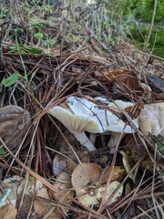 Hygrophorus ponderatus