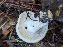 Hygrophorus ponderatus