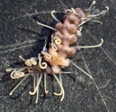 Amblyosyllis