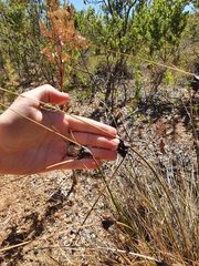 Mesomelaena tetragona