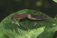 Staluptus marginalis