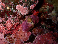 Cryptolithodes typicus