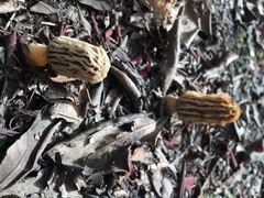 Morchella tridentina